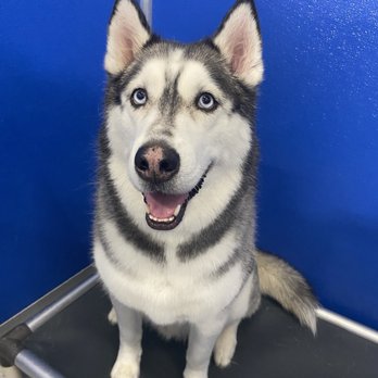 Bellevue Pet Adventures - Pet Groomers Near Me - Bellevue, Nebraska Bellevue Pet Adventures - Pet Groomers Near Me - Bellevue, Nebraska