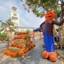 Photo of Mr. Jack O' Lanterns Pumpkins