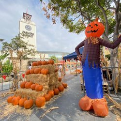 Mr. Jack O' Lanterns Pumpkins