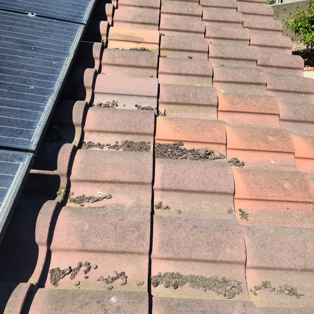 Pigeon poop on the roof. Notice the dirty solar panels.