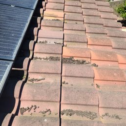 Pigeon poop on the roof. Notice the dirty solar panels.
