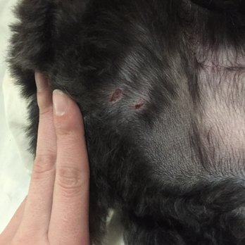 PetSmart - Poor guy. Two lacerations from groomer. Acknowledged NOTHING! - Pet Stores Near Me - Brighton, Michigan PetSmart - Poor guy. Two lacerations from groomer. Acknowledged NOTHING! - Pet Stores Near Me - Brighton, Michigan
