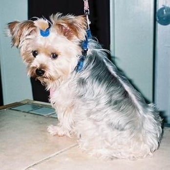 Steffies House - Winston The Yorkie-What A Good Soldier! - Pet Groomers Near Me - Portland, Oregon Steffies House - Winston The Yorkie-What A Good Soldier! - Pet Groomers Near Me - Portland, Oregon