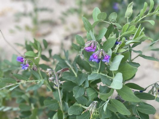 Crab Meadow Beach by null