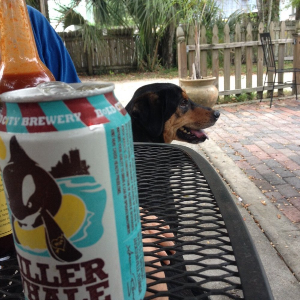 Back 40 Urban Cafe - Dogs and killer whales welcome. - Caribbean Near Me - St. Augustine, Florida Back 40 Urban Cafe - Dogs and killer whales welcome. - Caribbean Near Me - St. Augustine, Florida