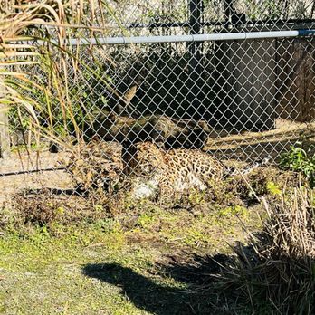 St. Augustine Wild Reserve - Zoos Near Me - St. Augustine, Florida