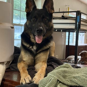 Paw Paw Paw - My boy Koda enjoying his stay - Pet Boarding Near Me