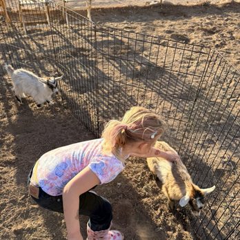 Petting Zoo 2 U - Baby goat petting area - Petting Zoos Near Me Petting Zoo 2 U - Baby goat petting area - Petting Zoos Near Me