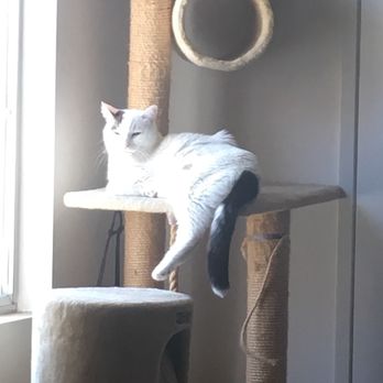 Vet's Here - Veterinarians Near Me