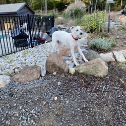 Spca of Upstate Ny - Cooper!!