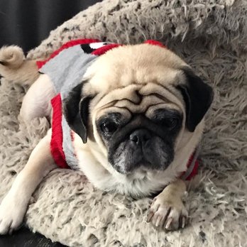 Old Pet Advice - Veterinarians Near Me