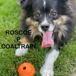 Fontenot Animal Hospital - Roscoe P Coaltrain