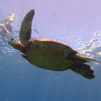 Banyan Tree Divers Maui - Amazing turtles! - Scuba Diving Near Me - Lahaina, Hawaii Banyan Tree Divers Maui - Amazing turtles! - Scuba Diving Near Me - Lahaina, Hawaii