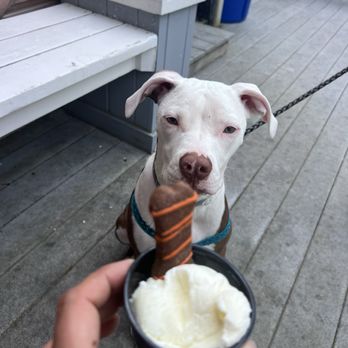 Tubby's - Pup cup w/ treat for the pups for $2.50 - Ice Cream & Frozen Yogurt Near Me - Wayne, Maine