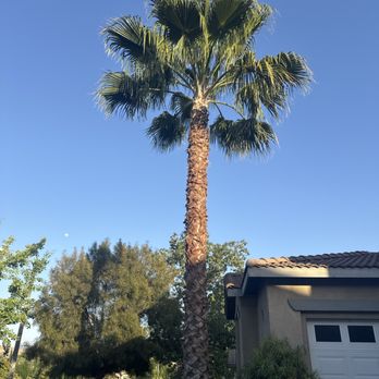 Ortega's Jr Tree Service - after - Tree Services Near Me - Riverside , California Ortega's Jr Tree Service - after - Tree Services Near Me - Riverside , California