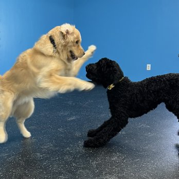 Kennedy K9 Camp - Pet Sitting Near Me - Halifax, Massachusetts Kennedy K9 Camp - Pet Sitting Near Me - Halifax, Massachusetts