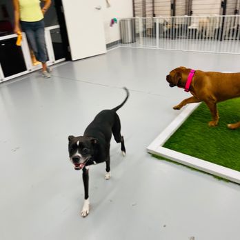Z Pet Hotels - Pet Boarding Near Me - Las Vegas, Nevada Z Pet Hotels - Pet Boarding Near Me - Las Vegas, Nevada
