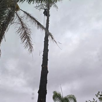 FB Tree Services - Tree Services Near Me - North Highlands, California