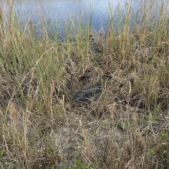 Sawgrass Trailhead at Atlantic Boulevard - Hiking Near Me Sawgrass Trailhead at Atlantic Boulevard - Hiking Near Me