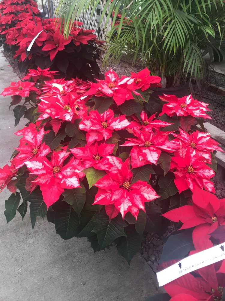 MARTINS FLOWERS & SHRUBS Updated August 2024 5045 State Rte 51 N