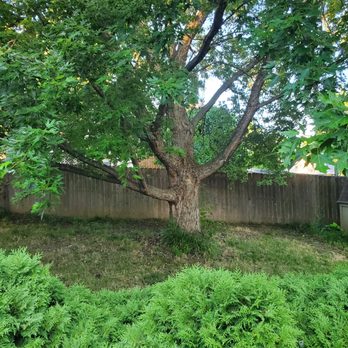 The Tree Surgeon - Maple tree before, see the hedges over the deck. - Tree Services Near Me - Papillion, Nebraska