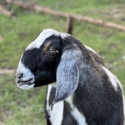 Mar Vista Farm + Cottages