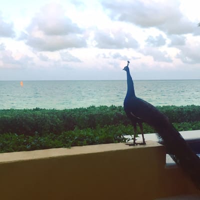 Paraiso de la Bonita, a Luxury Collection Resort, Riviera Maya, Adult All-Inclusive by null