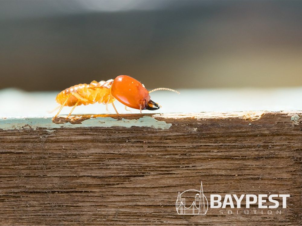 BAY PEST SOLUTION Updated July 2024 843 S McGlincy Ln, Campbell