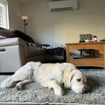 Calvey Heating and Air - My dog immediately approved - Heating & Air Conditioning/HVAC Near Me - Mountain View, California Calvey Heating and Air - My dog immediately approved - Heating & Air Conditioning/HVAC Near Me - Mountain View, California