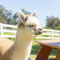 Canzelle Alpacas - Baby alpaca