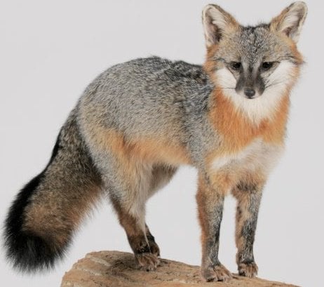 Four Seasons Taxidermy - taxidermy in Georgetown, KY