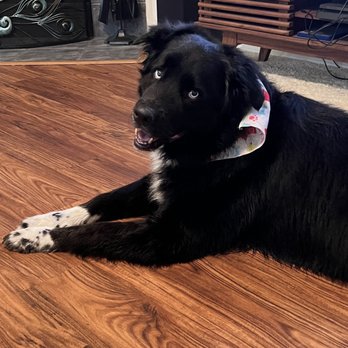 Zander's Paws Grooming - Mowgli clean and happy after his bath/brush - Pet Groomers Near Me