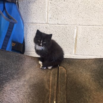 Bar SZ Ranch - Kittens can be found all around! - Horseback Riding Near Me - Hollister, California