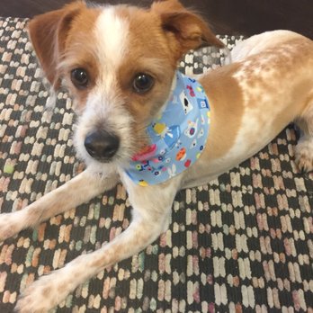 The Paw Spa - Pet Groomers Near Me - Corona, California The Paw Spa - Pet Groomers Near Me - Corona, California
