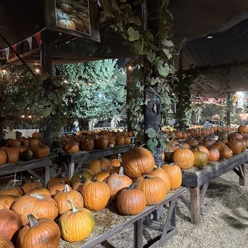 Live Oak Canyon Pumpkin Patch and Christmas Tree Farm - Christmas Trees Near Me - Redlands, California Live Oak Canyon Pumpkin Patch and Christmas Tree Farm - Christmas Trees Near Me - Redlands, California