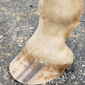 Michelle's Farrier Service - Hoof balance - Farriers Near Me - Pacolet, South Carolina