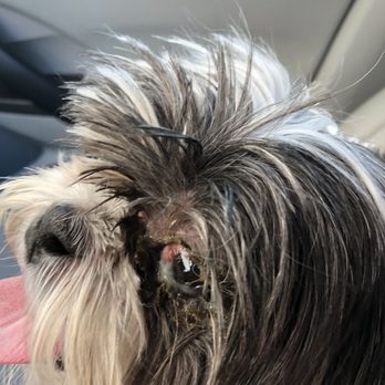 Camp Bow Wow Avondale - 11/10/19 Poor little Pepper has no tears and required daily prescription eye drops to minimize irritation and infection. - Pet Boarding Near Me - Avondale, Arizona