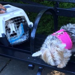 Funny Pets NYC