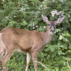 Taquería Los Cantaritos - This deer was standing there while we ate. Super cool