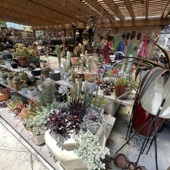 Lincoln Avenue Nursery - Cacti and other succulents. - Nurseries & Gardening Near Me - Pasadena, California Lincoln Avenue Nursery - Cacti and other succulents. - Nurseries & Gardening Near Me - Pasadena, California