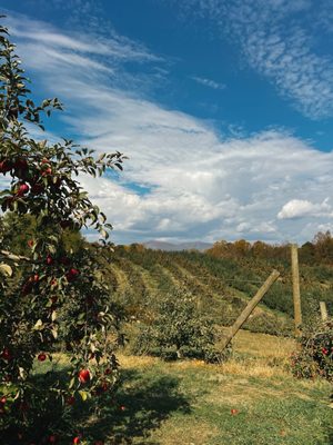 B.J. Reece Orchards by null