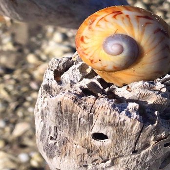 Treasure Seekers Shell Tours - Gaudy Nautica - Boat Charters Near Me - Goodland, Florida