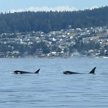 Puget Sound Express - Orcas - Whale Watching Tours Near Me - Edmonds, Washington Puget Sound Express - Orcas - Whale Watching Tours Near Me - Edmonds, Washington