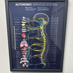 Planet Wellness Chiropractic