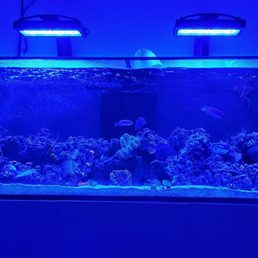 my RedSea Reefer tank