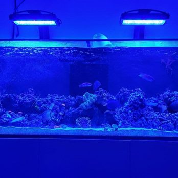 Vivid Aquariums - my RedSea Reefer tank - Aquarium Services Near Me - Canoga Park, California