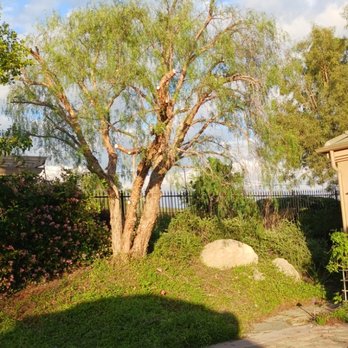 Sergio's Tree Service - California Pepper tree trimmed and laced - Tree Services Near Me Sergio's Tree Service - California Pepper tree trimmed and laced - Tree Services Near Me