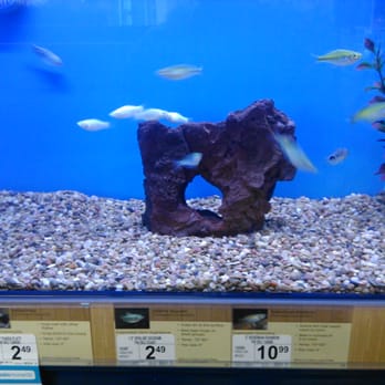 Petco - Panda Platy fish on sale for $1.74 - Pet Stores Near Me - San Jose, California Petco - Panda Platy fish on sale for $1.74 - Pet Stores Near Me - San Jose, California
