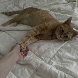 My cat My cat