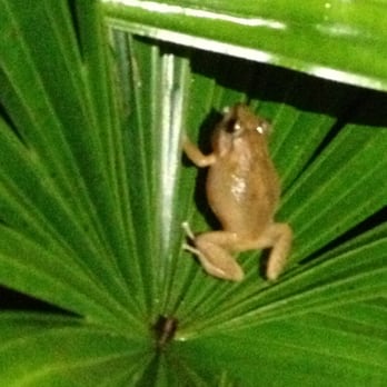 Hilltop Legacy Vacation Rental - Saw our very first coqui frog up close here in the plants. - Vacation Rentals Near Me - Hilo, Hawaii Hilltop Legacy Vacation Rental - Saw our very first coqui frog up close here in the plants. - Vacation Rentals Near Me - Hilo, Hawaii